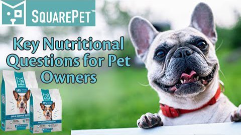 Key Nutritional Questions for Pet Owners